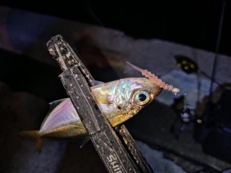 地元豆アジ好調