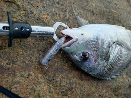雨上がりチヌトップ