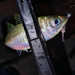 ご近所アジング