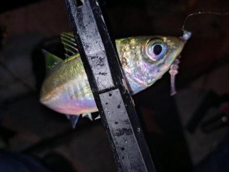 ご近所アジング