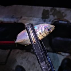 短時間アジング