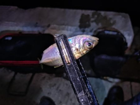 短時間アジング