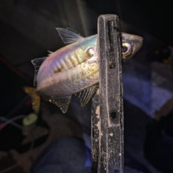 近所で好調アジング