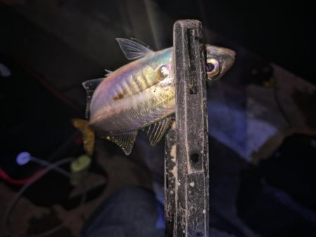 近所で好調アジング