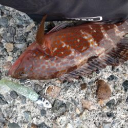 キジハタ1匹のみ