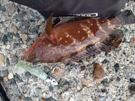 キジハタ1匹のみ