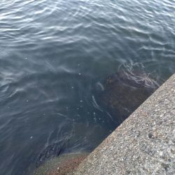 キジハタ1匹.ネンブツダイ1匹、障泥4杯！