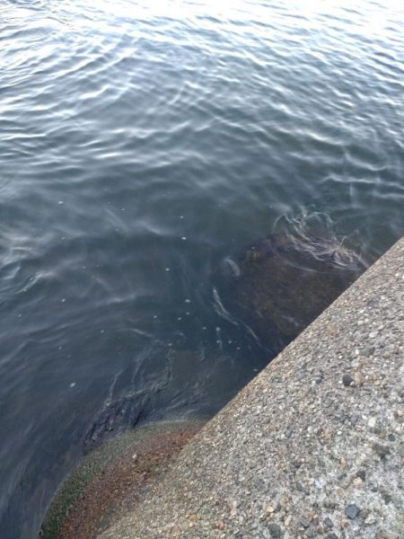 キジハタ1匹.ネンブツダイ1匹、障泥4杯！