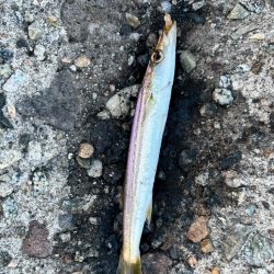 障泥ツ抜け、カマス、キジハタ（お）