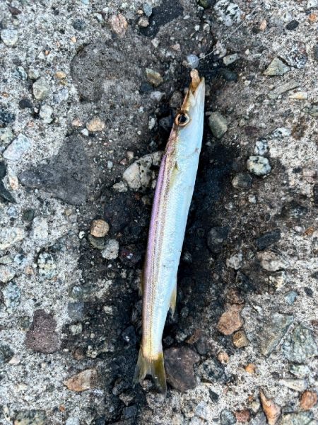 障泥ツ抜け、カマス、キジハタ（お）