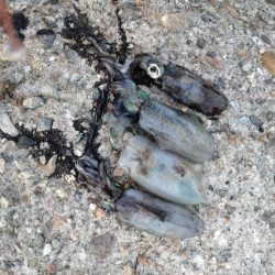 障泥烏賊4杯!1杯逃亡!