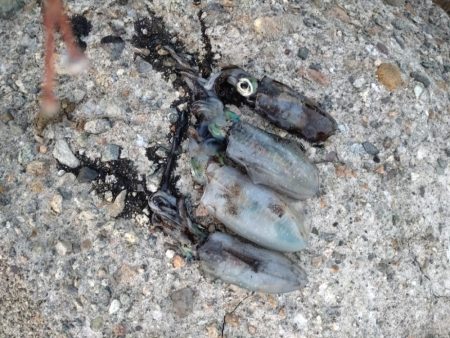 障泥烏賊4杯!1杯逃亡!