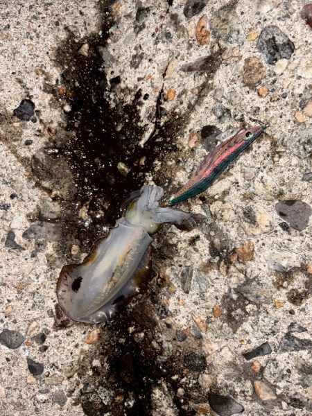 障泥烏賊4杯！（お）