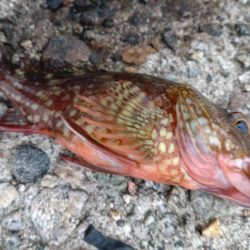 キジハタ、カサゴなど（お）