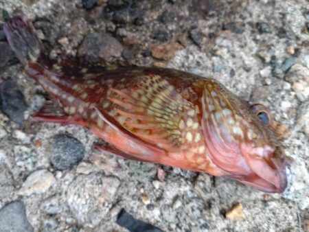 キジハタ、カサゴなど（お）