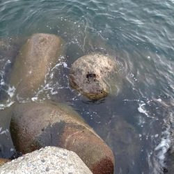 アオリ、小魚多数（じ）