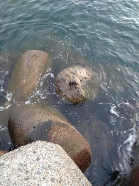 アオリ、小魚多数（じ）