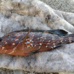 胴長17センチ！障泥1