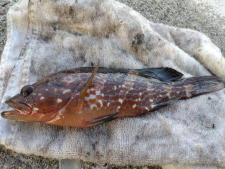 胴長17センチ！障泥1