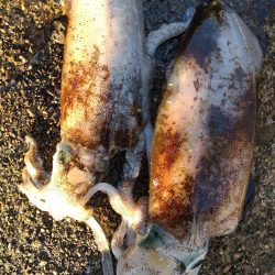 障泥烏賊2杯、その他魚多数！