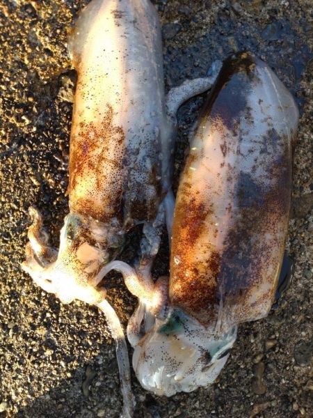 障泥烏賊2杯、その他魚多数！