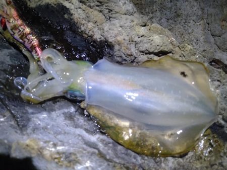 9月最初のエギング