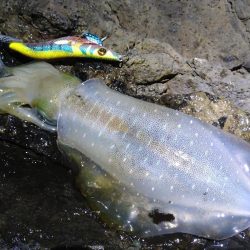 台風後のエギング