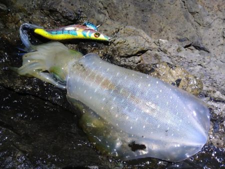 台風後のエギング