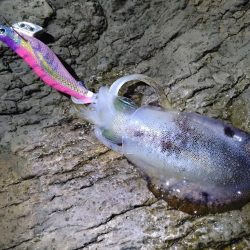 ちょい荒れエギング