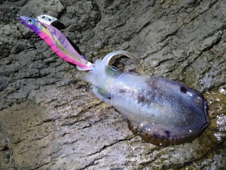 ちょい荒れエギング