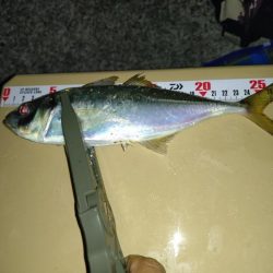 久しぶりの淡路島アジング🎣