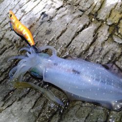 大きく育ってます