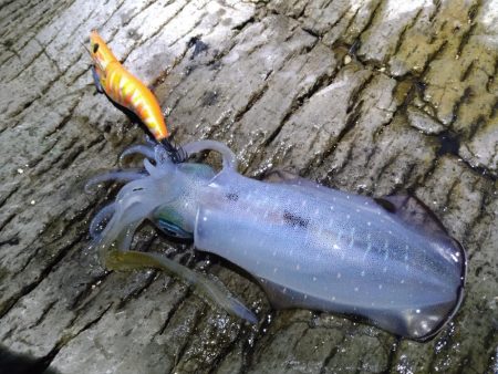 大きく育ってます