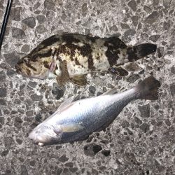 過去最大のタケノコ