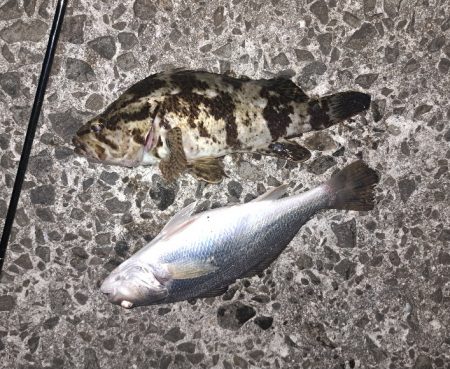 過去最大のタケノコ