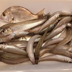 三重でキス釣り