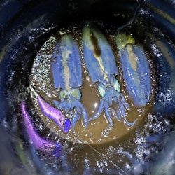 リベンジティップラン！