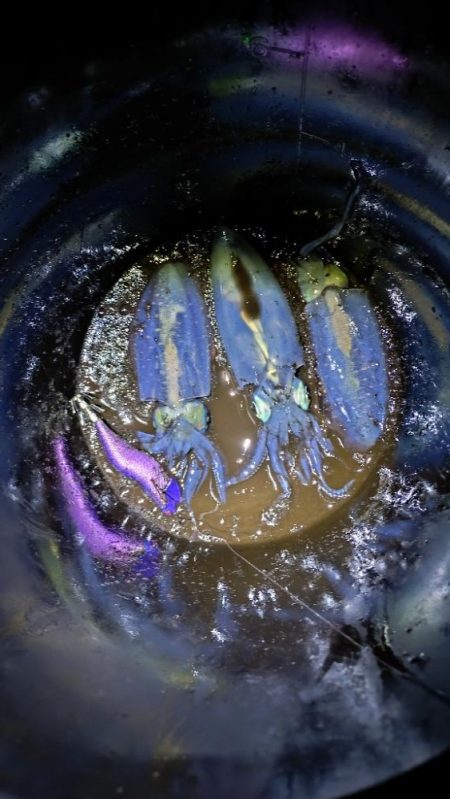 リベンジティップラン！