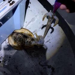 ティップランThird