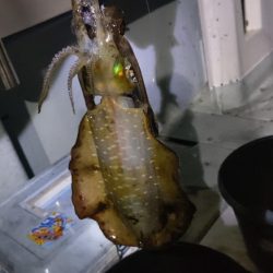 週末ティップラン