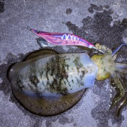 明石秋の3点セット