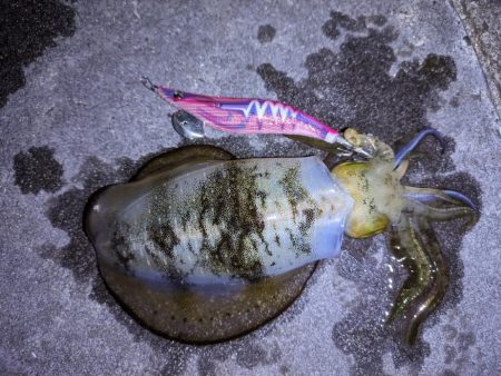 明石秋の3点セット