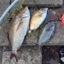 和歌山市江（吉丸渡船）で磯夜釣り