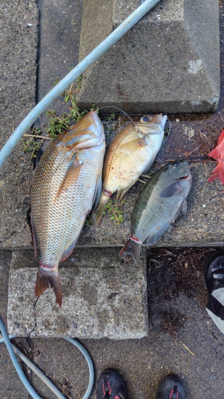 和歌山市江（吉丸渡船）で磯夜釣り