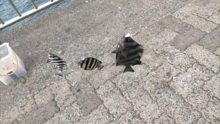 サンバカーニバル