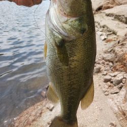 高山ダムで数釣り