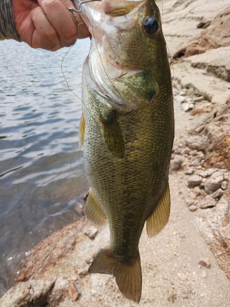 高山ダムで数釣り