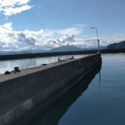 小浜湾でサヨリ調査