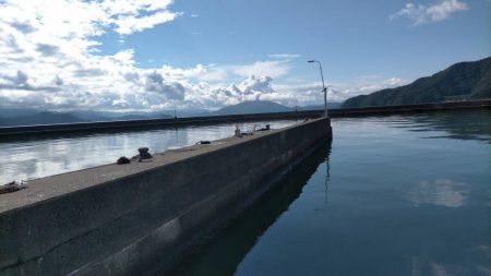 小浜湾でサヨリ調査