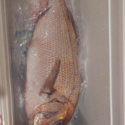 鳥取イカメタル リベンジ